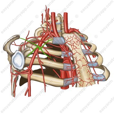 Thoraco-acromial artery (arteria thoracoacromialis)